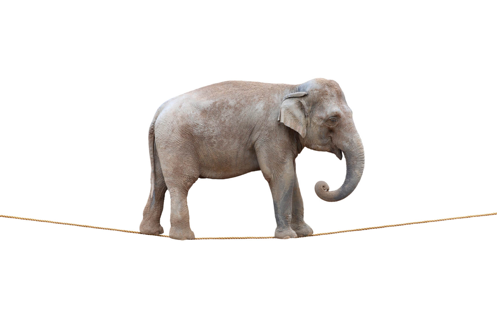 Elephant-on-a-rope