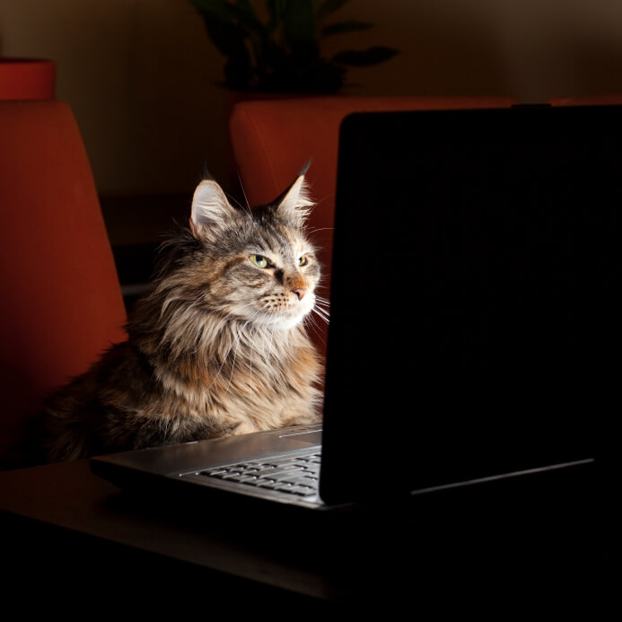 Cat-with-computer