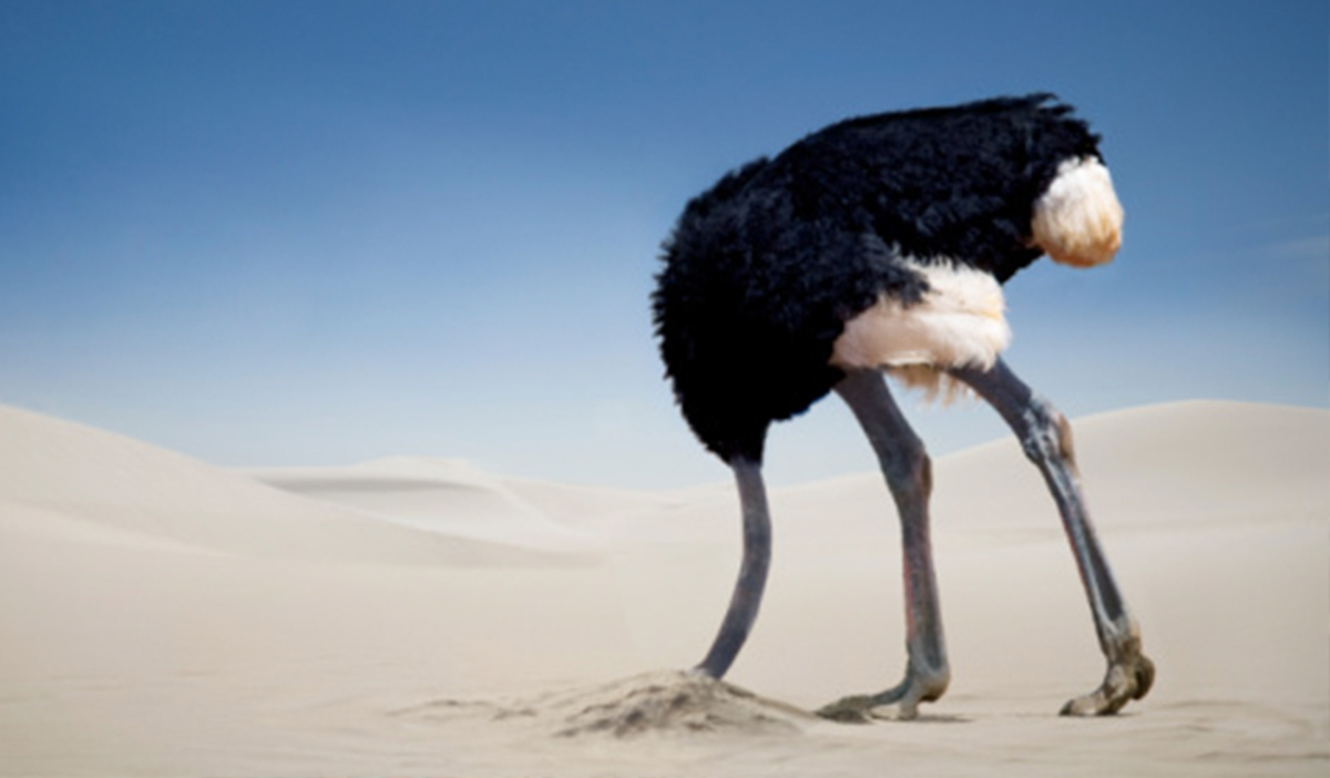 The Ostrich CFO